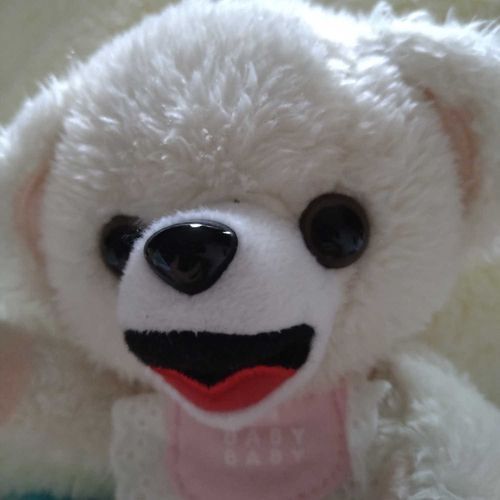 生まれてまもないころの、　ふわふわの　ぼくだよ🐻‍❄️
かいぬちが　プレミアムのお金　だしてくれるっていうから、
記念の投稿✌️
わーいわーい🎶✨