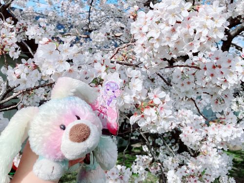 きれいなさくら🌸·°
ボクのからだみたいに淡いピンク色だ
（リィミー🩵）