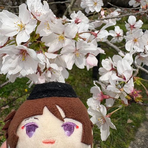 花見