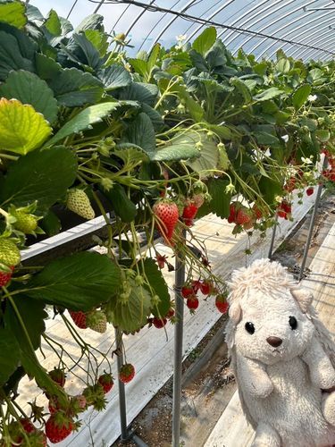 お兄ちゃんがいちご狩り行きたいって言ってたのでみんなで行ってきたよ！🦔🍓（飼い主は仕事）
