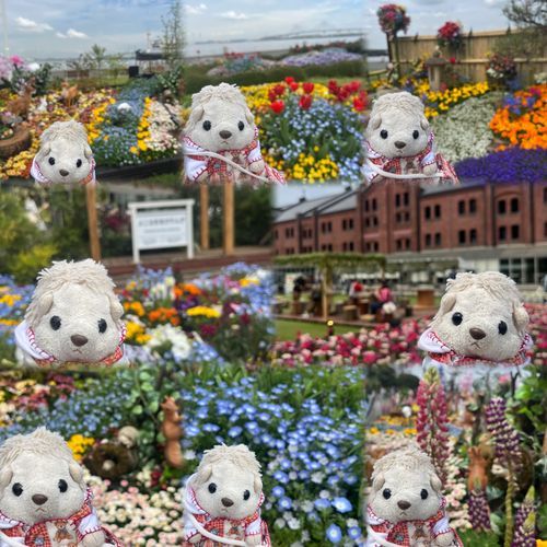 きれいなお花がたくさん咲いてたよ～！色んなお花の色があってきれいだった～🌼