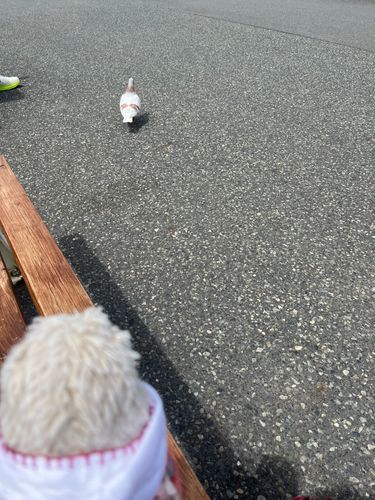 飼い主がベンチに座って本読んでる間、だいふくはベンチでぼーっとお空を見てたらハトさんが近くまできたの。一緒に遊んでくれるのかな？と思って近づこうとしたらどこか歩いて行っちゃった🦔だいふくも空飛んでみたいなぁ～🦔🪽‪