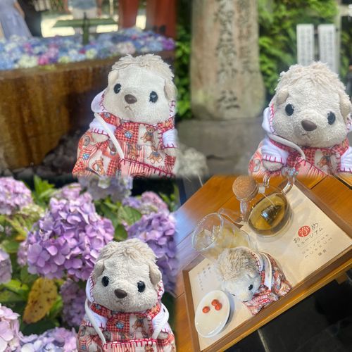 飼い主が久しぶりに予定のないおやすみだったのでお母さんと飼い主とだいふく3人で紫陽花見に鎌倉に行ってきたよ～！とーっても綺麗だった！きつねがいっぱいの神社行ったり鶴岡八幡宮行ったり銭洗弁天に行ったよ！
お浄めミュージアムにも行って2人は足湯入りながらお茶飲んでた。だいふくも入りたいって言ったらダメって言われちゃった…🦔💧‬足あるのに…。