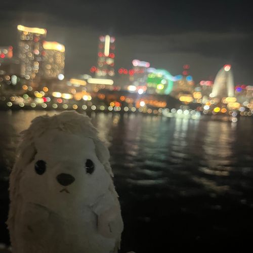 夜景見に行ってきたよ。だいふくはみなとみらいの夜景とーっても好きなの。ここ来ると落ち着くんだ🦔