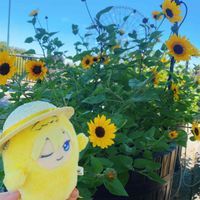 さはら家のモンちゃんズ