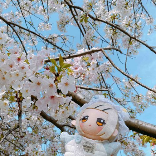 💠お花見した、よ。
