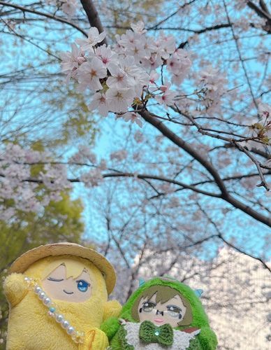 おともだちのもんやまぁとと
おはなみいってきましたよ🌸