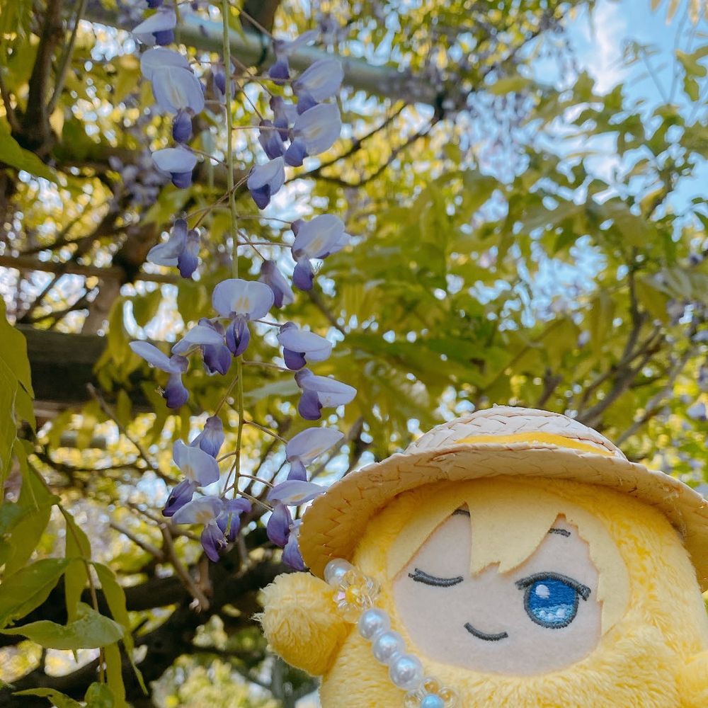 ふじのはな
きれいでしたよ☺️
