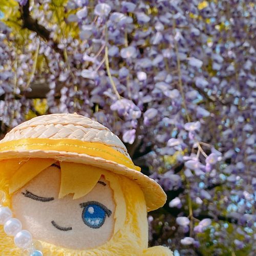 ふじのはな
きれいでしたよ☺️