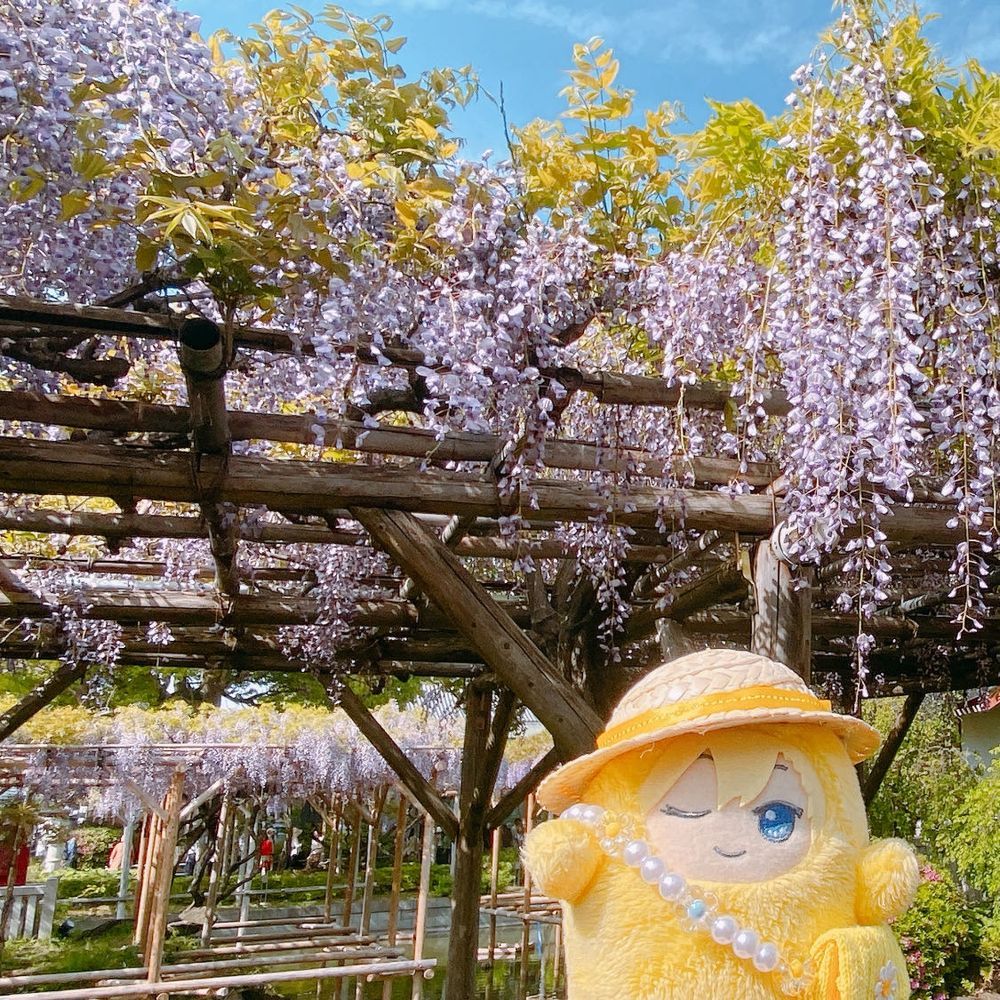ふじのはな
きれいでしたよ☺️