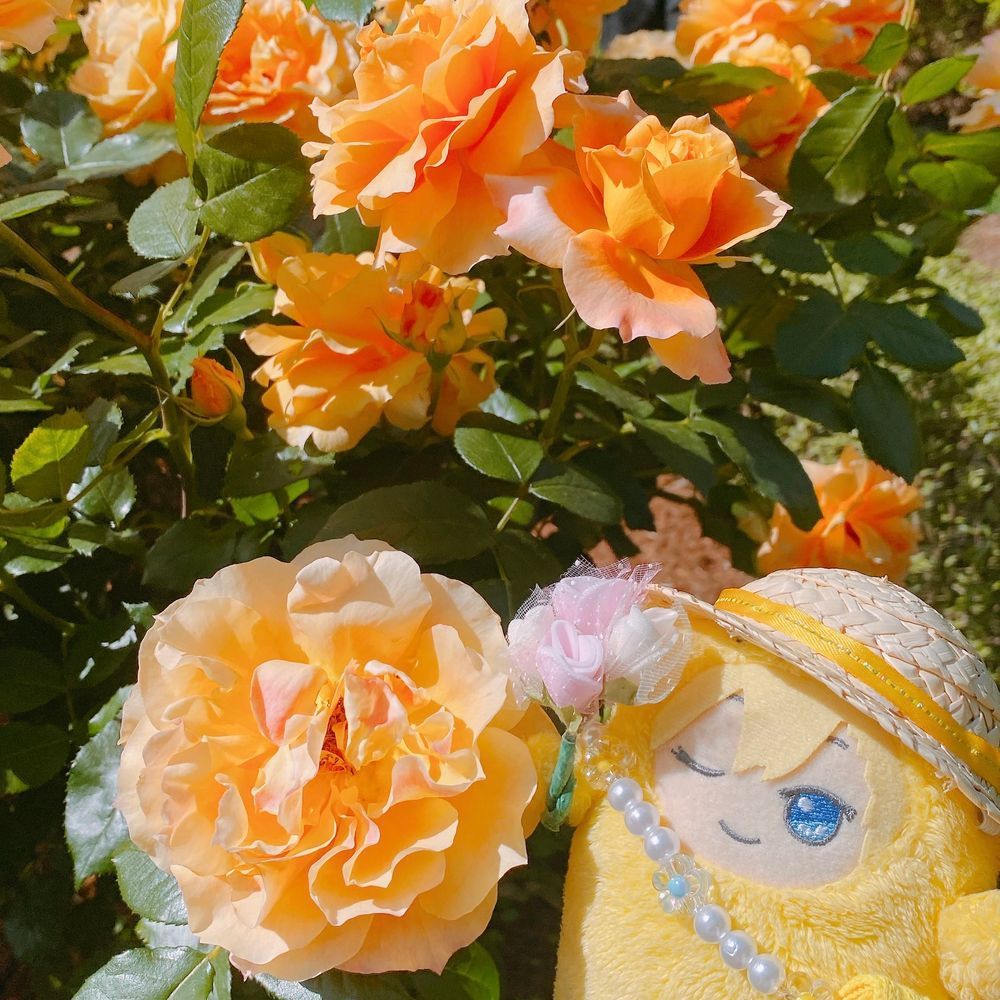 いいかおりが しましたよ🌹