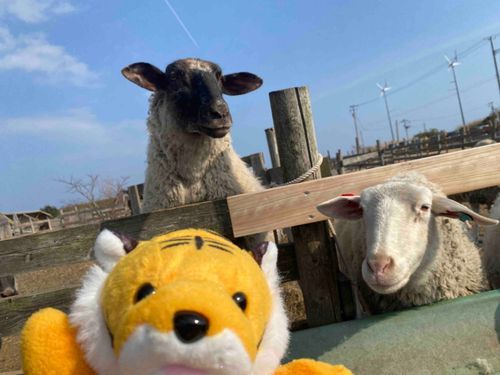 ひつじ村です🐏
