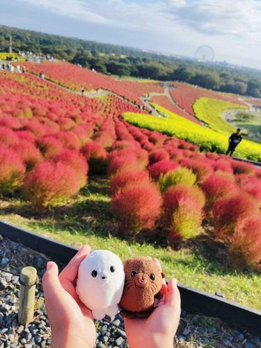 お友だちがいっぱい？！と思ったら、コキアっていうしょくぶつだったの。