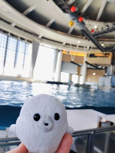 すいぞくかんのイルカショーきたよー！
みずがかかるかも…ドキドキ