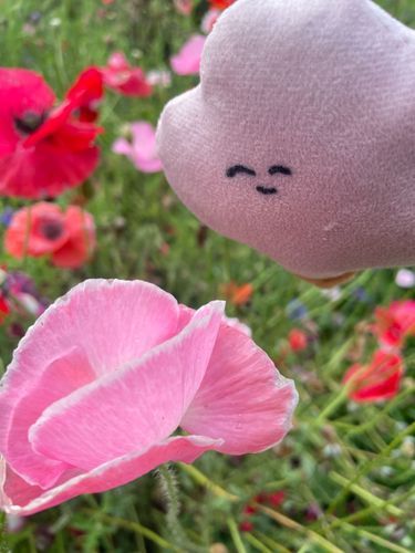 色がにているね🌸