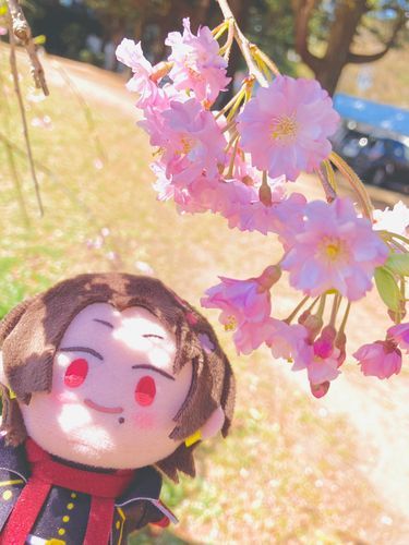 みんなはさくらみれた？🌸