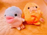ぴの