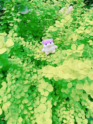 葉っぱのってみたせつ
　　　　　ʕ•ᴥ•ʔ
　　　　🌱🌱🌱
　　　🌱🌱🌱🌱🌱