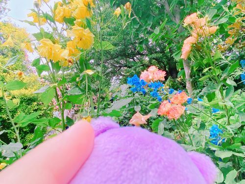 カーラーフールー！！💛🩷💙