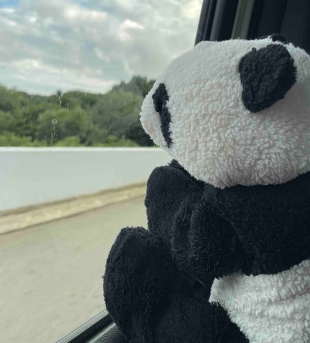 車でおでかけ!🚗
久しぶりの外の空気、とってもおいしいな😋サービスエリアでいっぱい食べちゃったから、帰りはあるいて帰る
