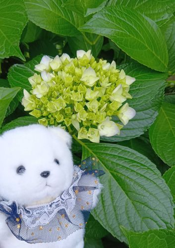 紫陽花が
もう咲いてたよ͛💠

ぽむはようちえんでおうたうたったよ。どんなうたかな？
♪お〜やま〜にあ〜めが ふ〜りま〜した〜あとから あとからふってきて〜
ちょろちょろ おがわができま〜した〜