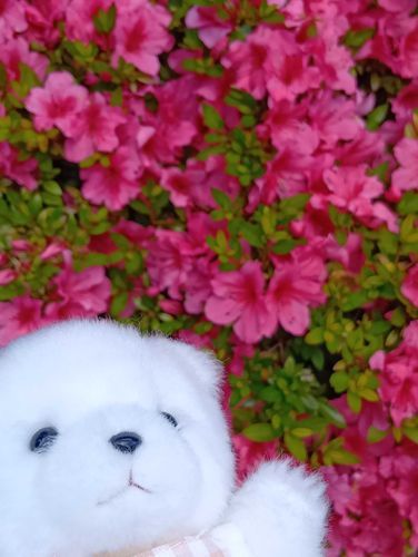お花だぁ〜🌸