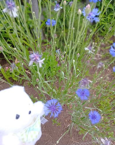 しょくぶつえん
いてきたよ
(写真はもっといっぱいあるの)