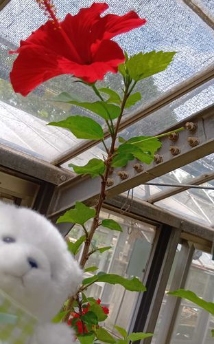 はいびすかす！
とってもキレイ🌺