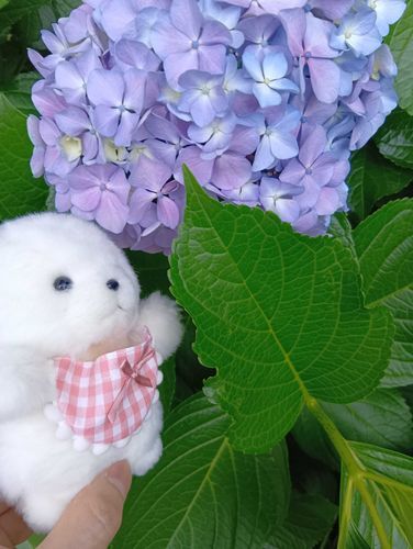 あじさいさんとおはなちちたの。
おはなさんはぽむのことちゅきっていってくれるから、ぽむもちゅきっていってあげたの。たのちかった(*^^*)
