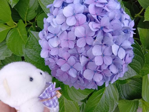 ぽむ、あじさいさんだよ
🐻‍❄️‎🤍あぢちゃいちゃん？