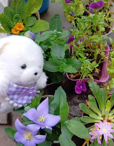 また、およぷくと
いっちょのおいろに
なったの！