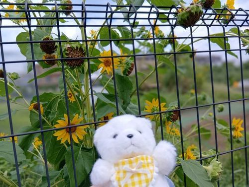きょうはひまわりばたけにいってきたよ。
そんなにたくさんさいてなかったけど、ちゃちんをとってきたよ。
ままにひまわりとおなじいろの、およぷくきせてもらっていったよ。