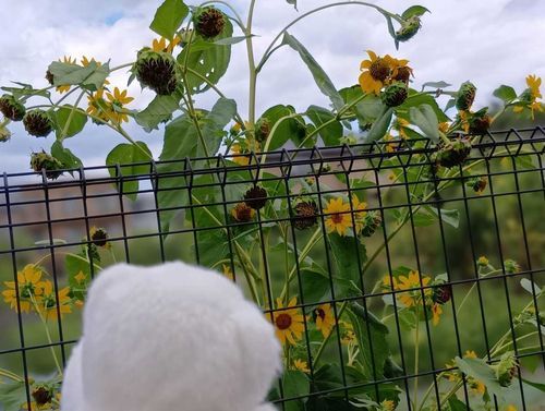 きのうのおちゃちん🌻