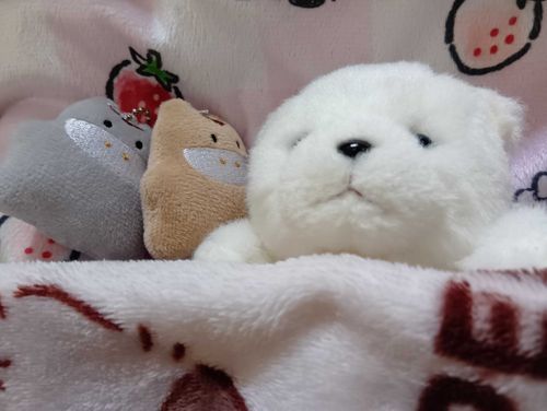 あちゃは、ままとおちゃんぽのゆめとか、おかちがたくさんあるゆめとか、みたりちて、ねむねむちて、すんやりちてたりするの。
ぷちともにもいっちょにねるの。