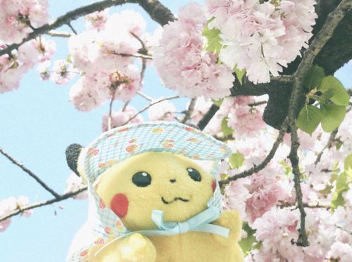 八重桜🌸