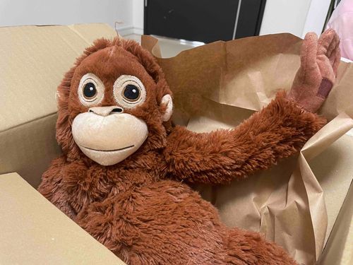 新しい子がやってきた！頭の毛が1本だけひょっこりしてるね