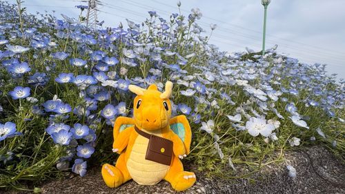 ちょっとしたお花畑⸜🌷︎⸝‍