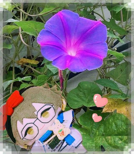 きれい！🌺