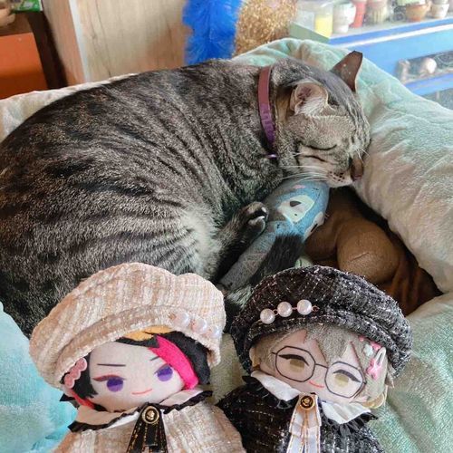 おやすみ⋯⋯🐈‍⬛😴