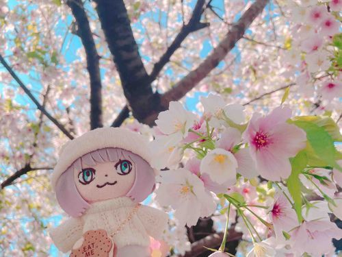 ひさしぶり！いいお天気だったからお花見してしたよ