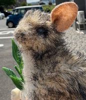 ハロちゃん