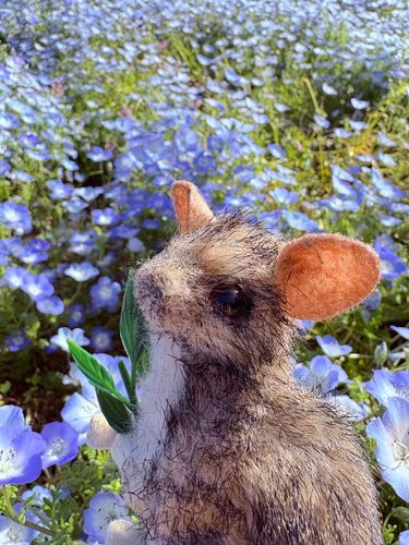 ネモフィラ、可愛いアタシにぴったりのお花ね
