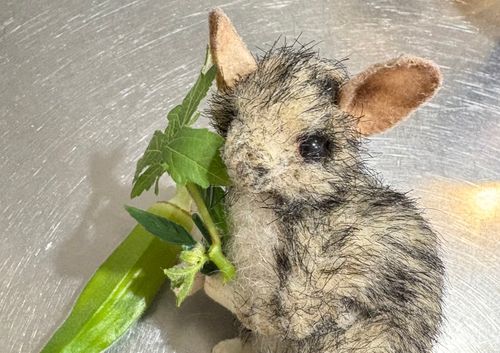 オクラは食べるところだけ取ればいいのよ
葉っぱは食べられないわよ