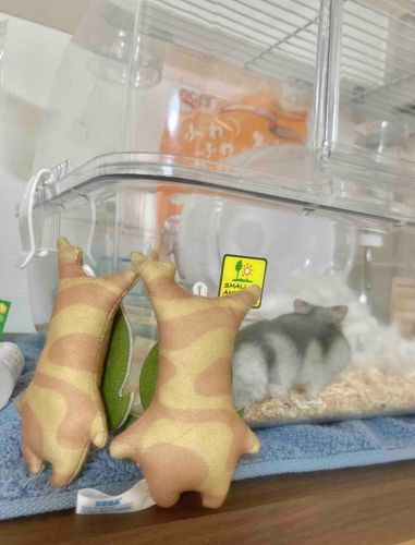 ふわふわのハムスターだァ‼︎