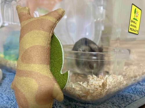 おともだちのおうちに行ったら、またハムちゃんに会えてェ