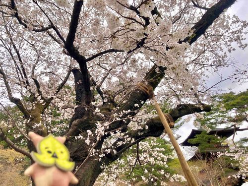 おっきなさくらの木だァ！