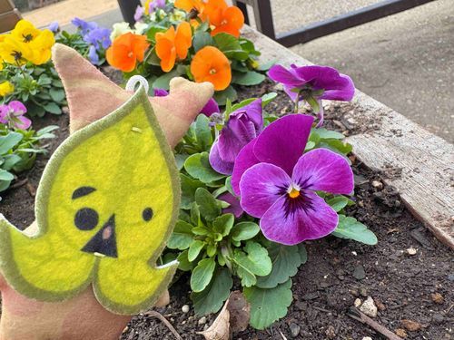パンジーとにらめっこしてェ