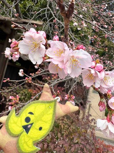 このやえざくらはまだ三分咲きでェ