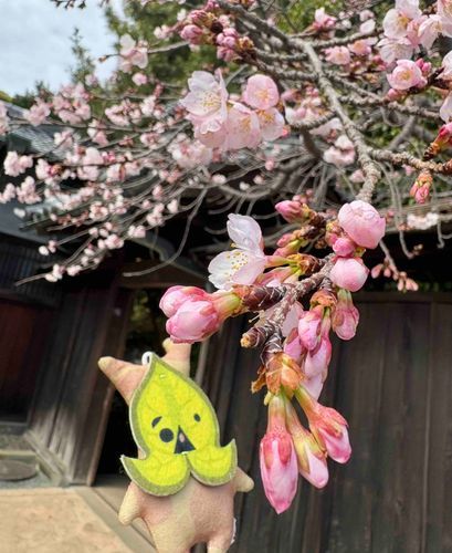 きれいに咲くといいなァ