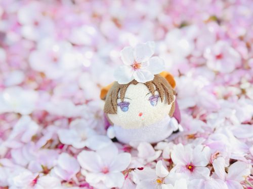 さくらのじゅうたん